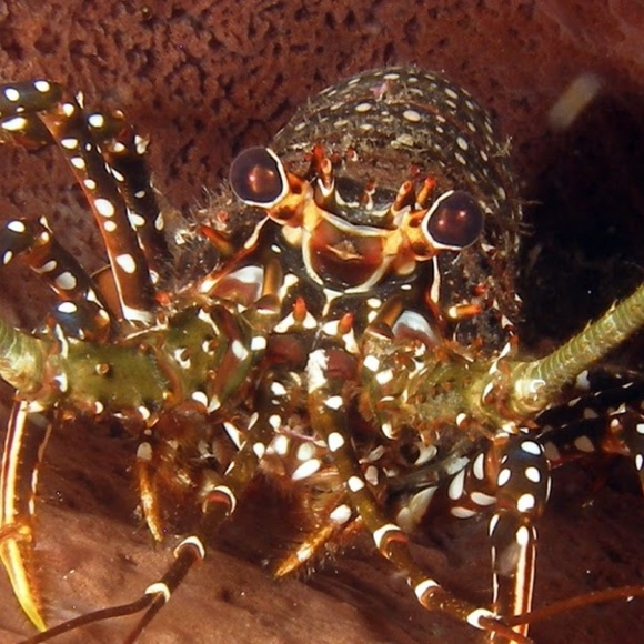 Meet your Posher, Jean - Picture 6 of 8